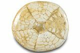 Polished Miocene Fossil Echinoid (Clypeaster) - Morocco #294063-2